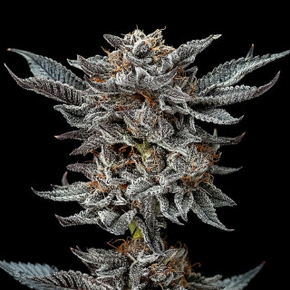 Godzilla Glue - Autoflorisan - BSF Seeds | ROOTS-SEEDS.FR