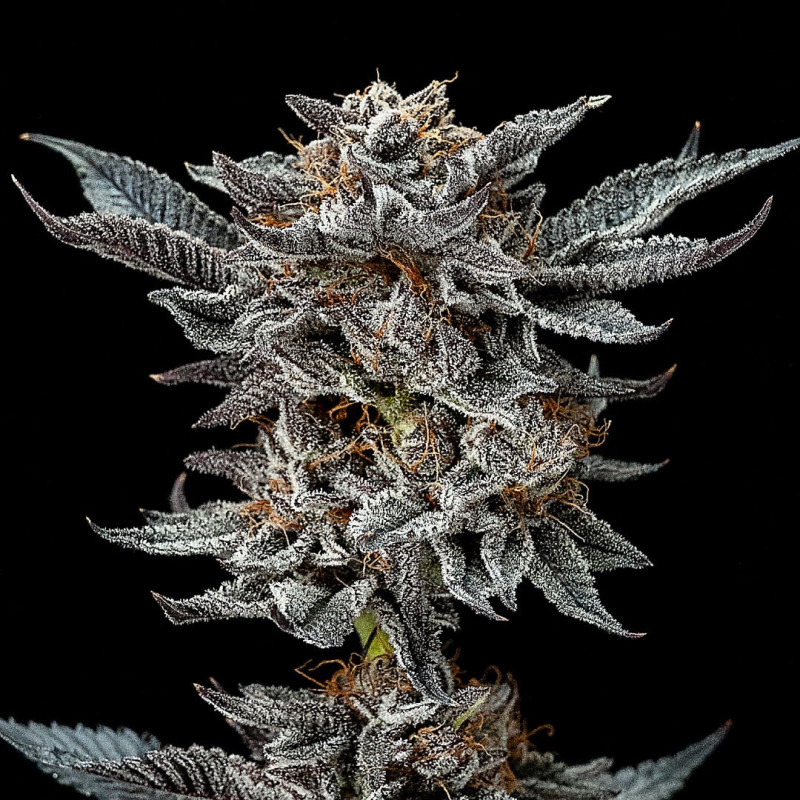 Godzilla Glue - Autoflorisan - BSF Seeds | ROOTS-SEEDS.FR
