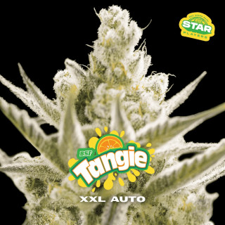 Tangie XXL - Autoflorisan - BSF Seeds | ROOTS-SEEDS.FR