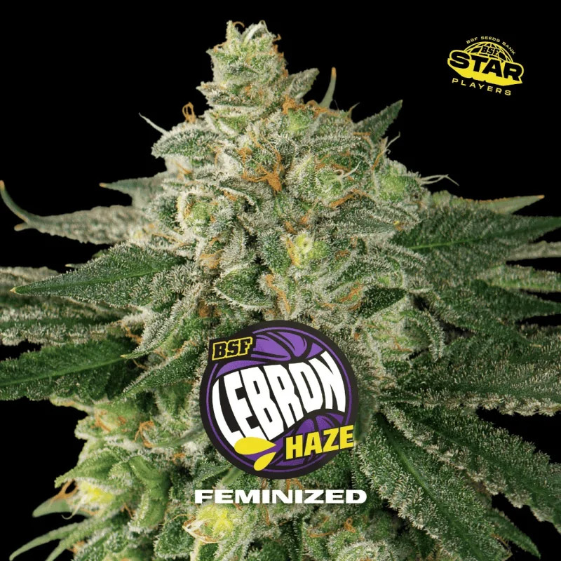 Lebron Haze - Féminisée - BSF Seeds | ROOTS-SEEDS.FR