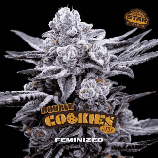 Double Cookies - Féminisée - BSF Seeds | ROOTS-SEEDS.FR