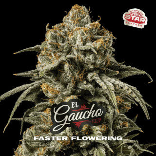 El Gaucho - Fast Flowering - BSF Seeds | ROOTS-SEEDS.FR