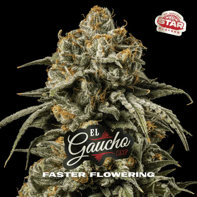 El Gaucho - Fast Flowering - BSF Seeds | ROOTS-SEEDS.FR