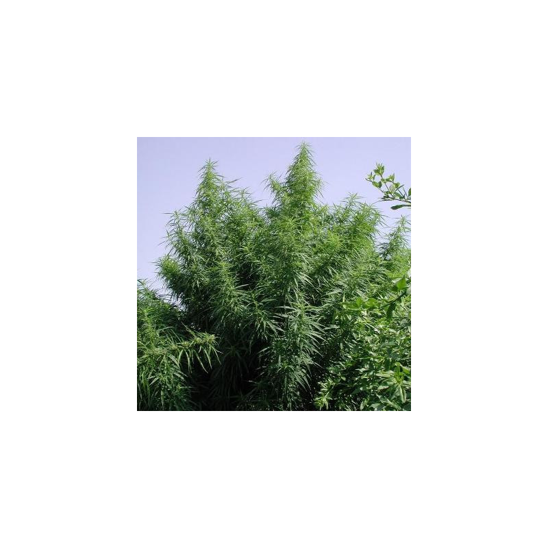 Tropical Mix - Féminisées - Ace Seeds