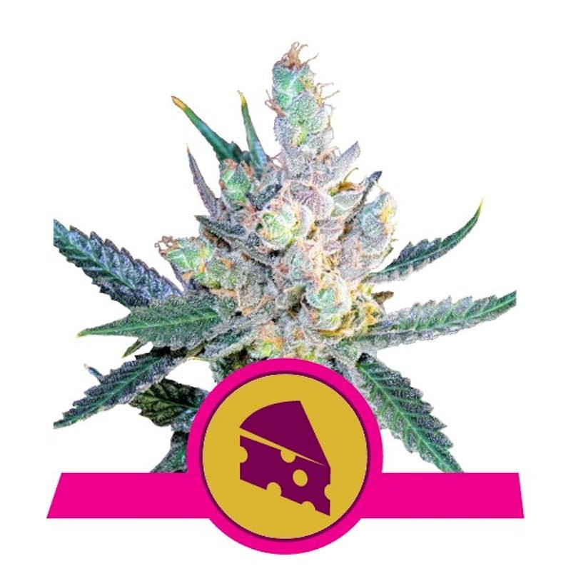 Royal cheese fast version royal queen seeds