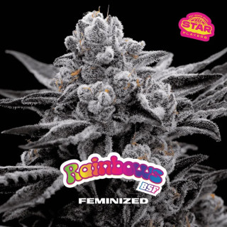 Rainbows - Féminisée - BSF Seeds | ROOTS-SEEDS.FR