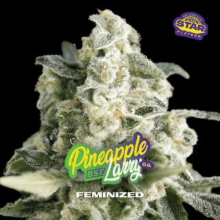 Pineapple Larry OG - Féminisée - BSF Seeds | ROOTS-SEEDS.FR