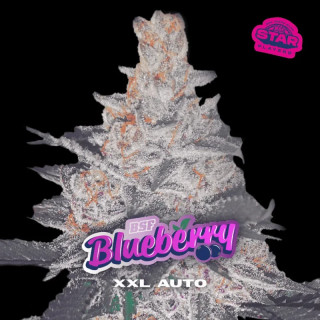 Blueberry XXL - Autofloraison - BSF Seeds | ROOTS-SEEDS.FR
