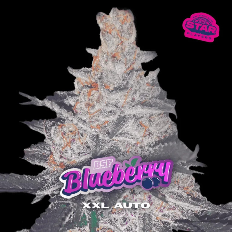 Blueberry XXL - Autofloraison - BSF Seeds | ROOTS-SEEDS.FR