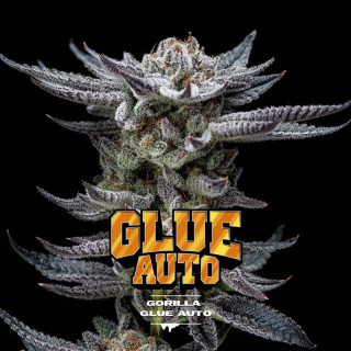 Gorilla Glue - Autofloraison - BSF Seeds | ROOTS-SEEDS.FR