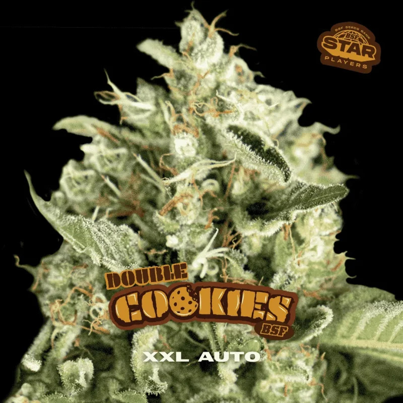 Double Cookies - Autofloraison - BSF Seeds | ROOTS-SEEDS.FR