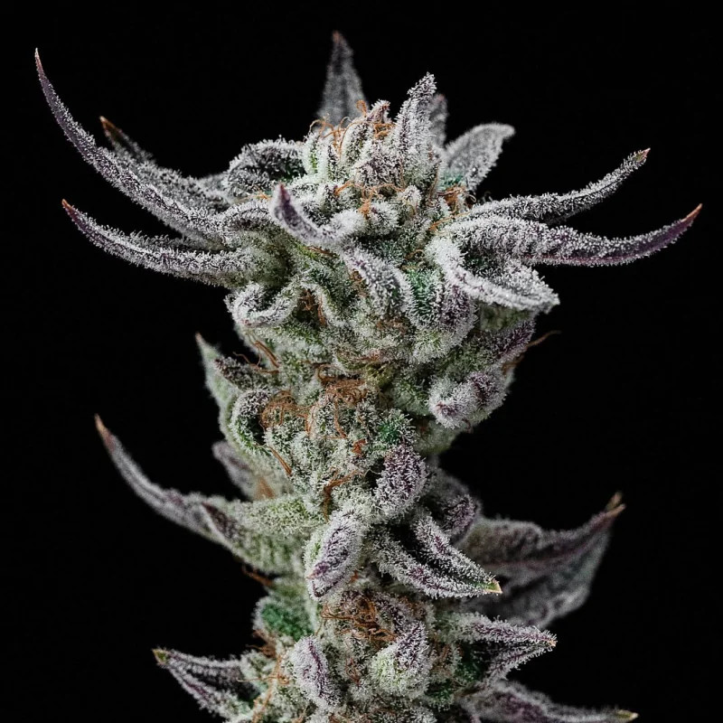 Gorilla Glue - Faster - BSF Seeds | ROOTS-SEEDS.FR
