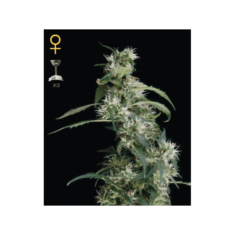 Mango Haze - Féminisée - Green House | ROOTS-SEEDS.FR