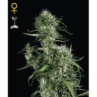 Neville’s Haze - Féminisée - Female seeds