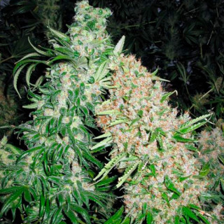 Skunk Special - Féminisée - Female seeds