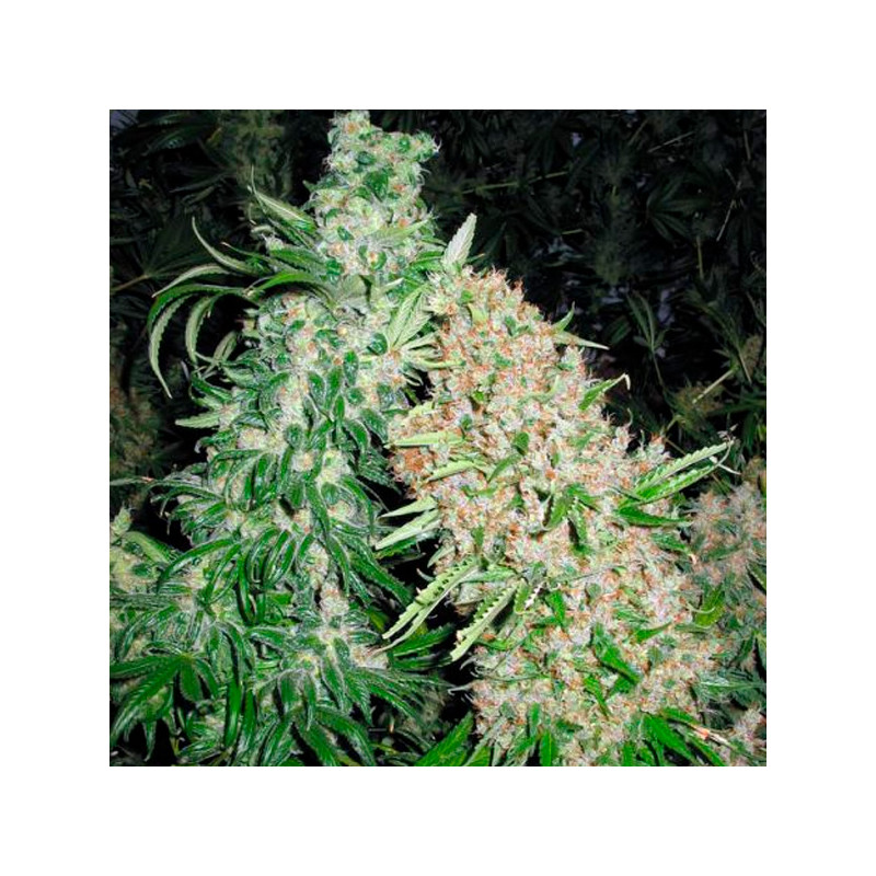 Skunk Special - Féminisée - Female seeds