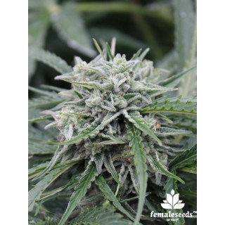 NL - Autofloraison - Female Seeds