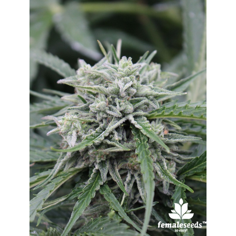 NL - Autofloraison - Female Seeds