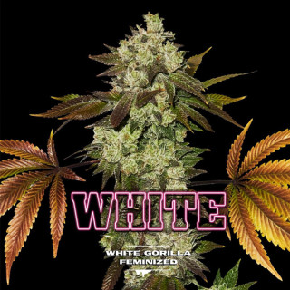 White Gorilla - Féminisée - BSF Seeds