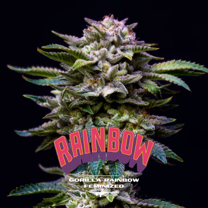 Gorilla Rainbow - Féminisée - BSF Seeds