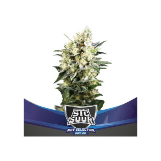Sig Sour XXL - Autofloraison - BSF Seeds