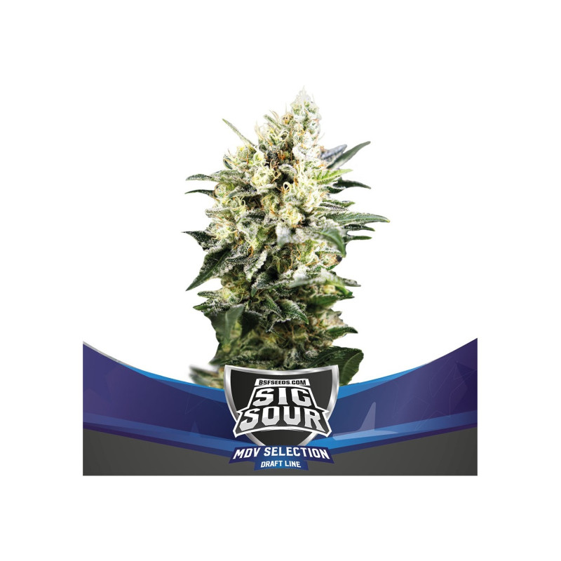 Sig Sour XXL - Autofloraison - BSF Seeds