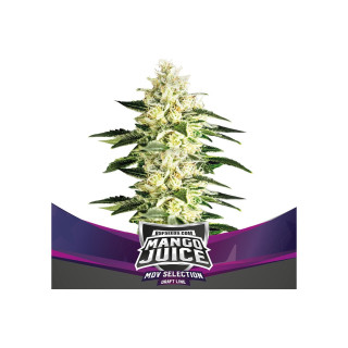Mango Juice -  Féminisée - BSF Seeds | ROOTS-SEEDS.FR