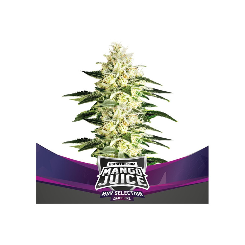 Mango Juice -  Féminisée - BSF Seeds | ROOTS-SEEDS.FR