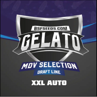 Gelato XXL - Autofloraison - BSF Seeds