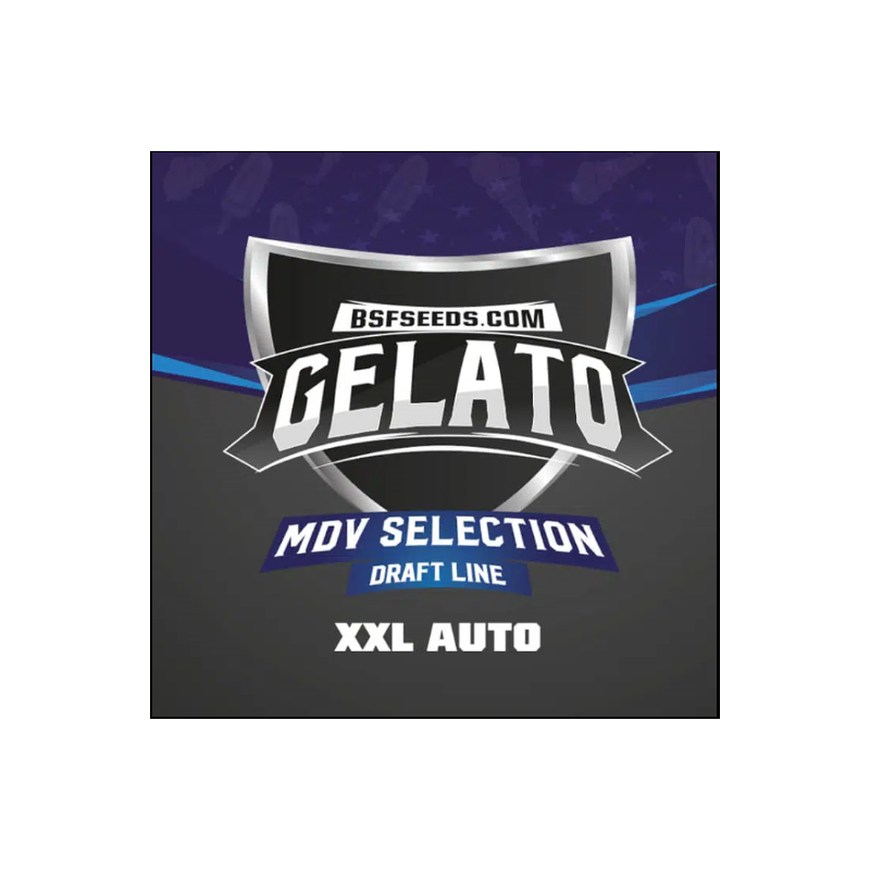 Gelato XXL - Autofloraison - BSF Seeds