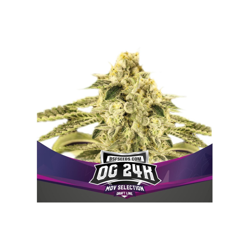 OG 24K - Féminisée - BSF Seeds | ROOTS-SEEDS.FR