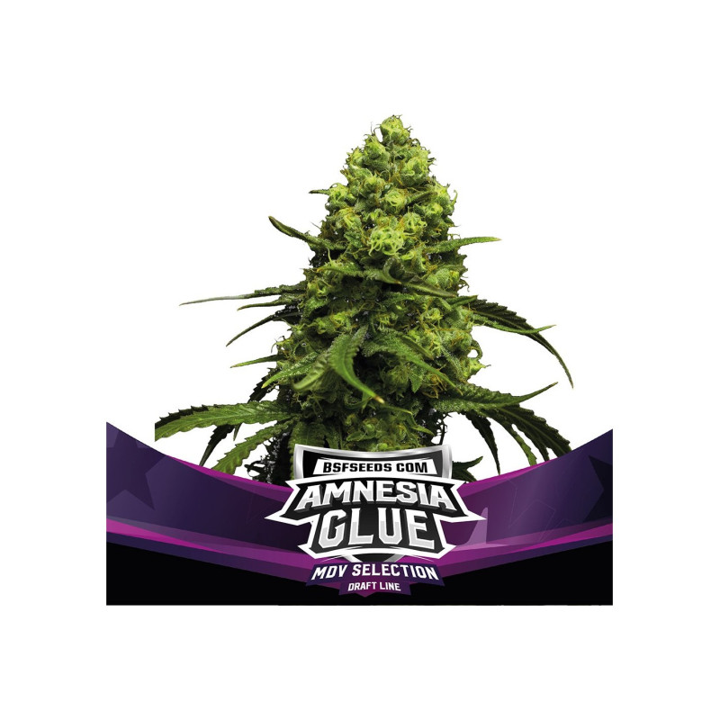 Amnesia Glue - Féminisée - BSF Seeds | ROOTS-SEEDS.FR