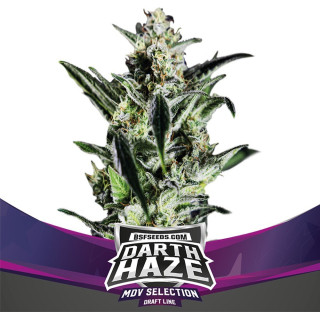 Darth Haze - Féminisée - BSF Seeds | ROOTS-SEEDS.FR