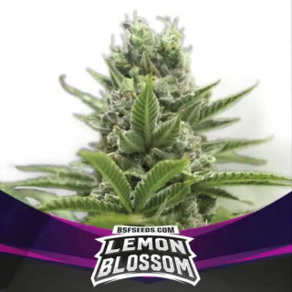 Lemon Blossom - Féminisée - BSF Seeds | ROOTS-SEEDS.FR