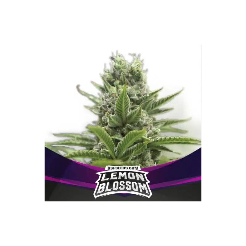 Lemon Blossom - Féminisée - BSF Seeds | ROOTS-SEEDS.FR