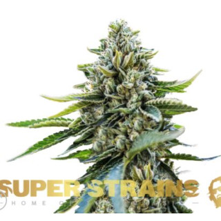 Eden CBD - Super Strains Seeds