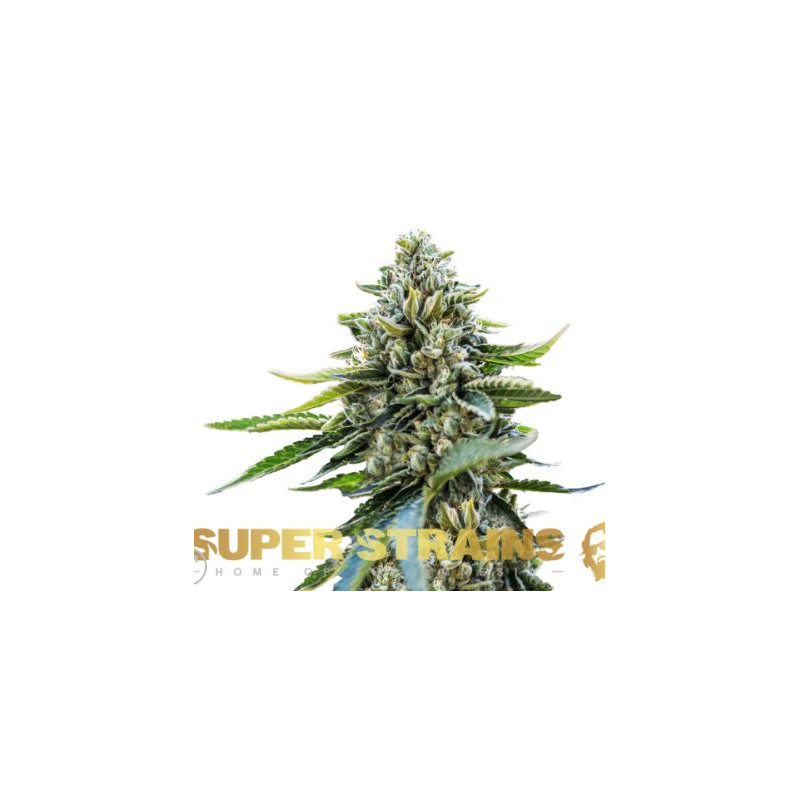 Eden CBD - Super Strains Seeds