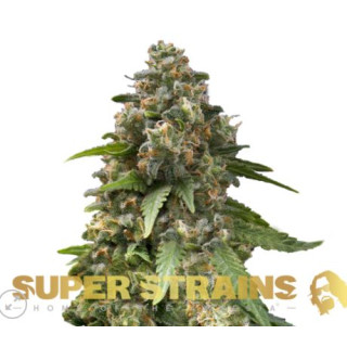 Enemy of the State - Féminisée - Super Strains Seeds