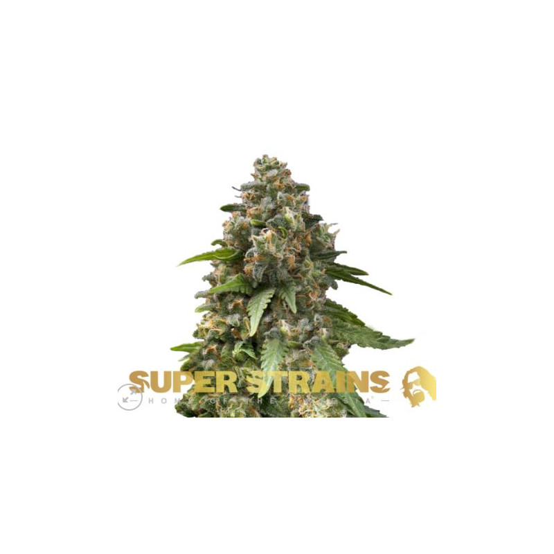 Enemy of the State - Féminisée - Super Strains Seeds