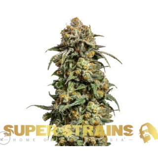 Cookies Krush - Féminisée - Super Strains Seeds