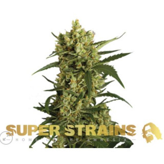 Crackers - Féminisée - Super Strains Seeds