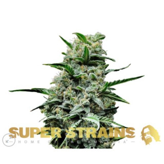 Mexican Candy - Féminisée - Super Strains Seeds | ROOTS-SEEDS.FR