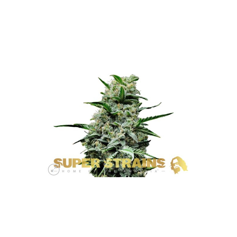 Mexican Candy - Féminisée - Super Strains Seeds | ROOTS-SEEDS.FR