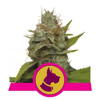 Kali dog royal queen seeds