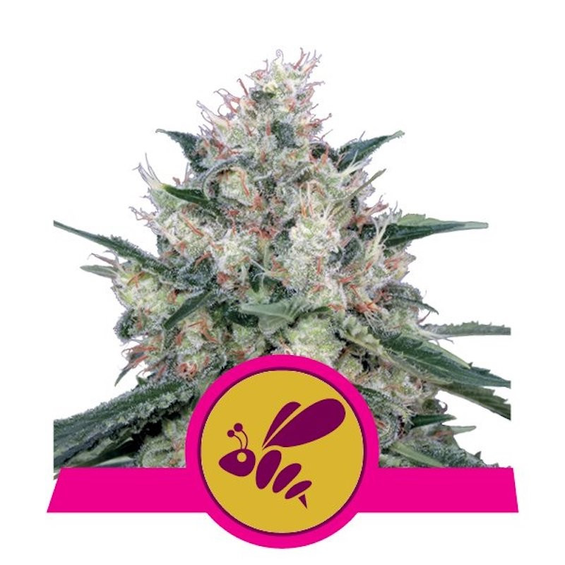 Honey cream fast version royal queen seeds