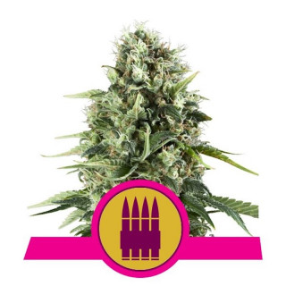 Royal AK royal queen seeds féminisée