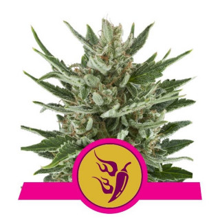 Speedy chile fast version royal queen seeds