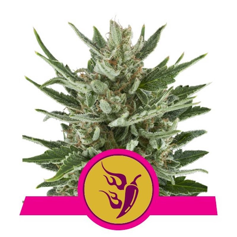 Speedy Chile - Fast Version Féminisée - Royal Queen Seeds