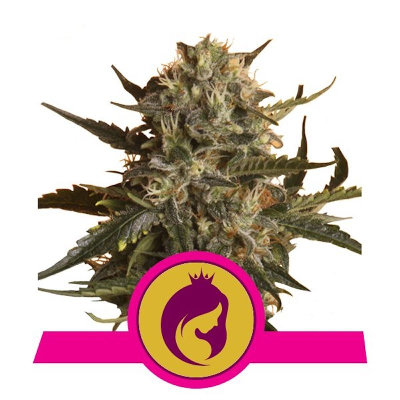 Mother Gorilla (Royal Madre) - Féminisée - Royal Queen Seeds