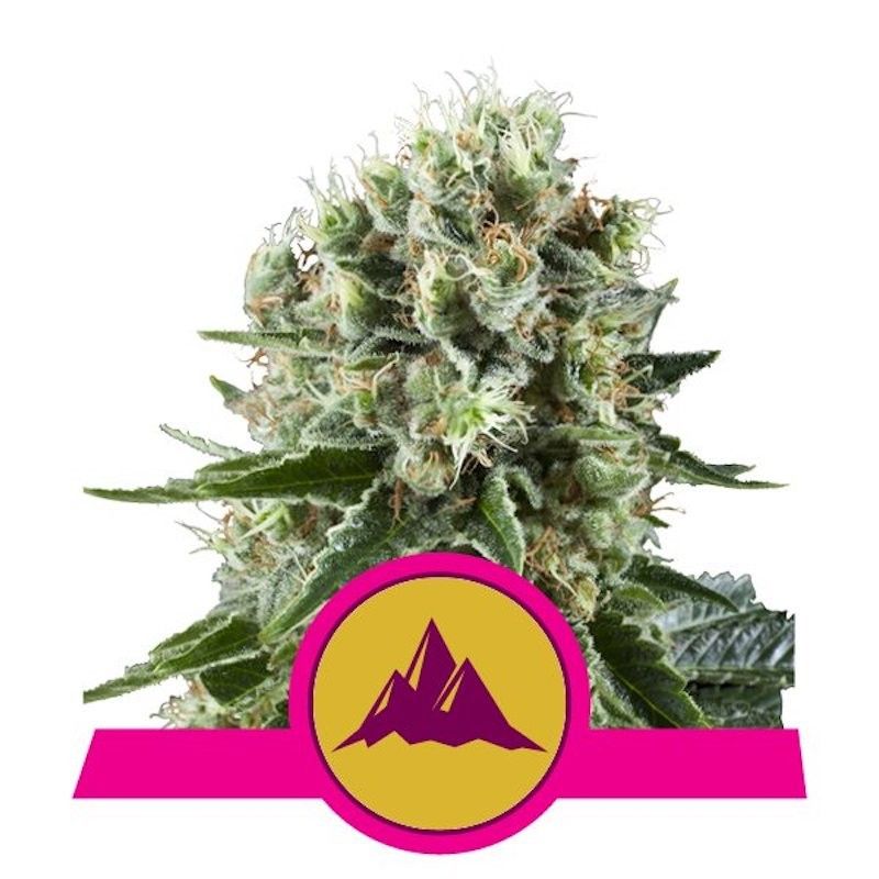 Critical kush royal queen seeds